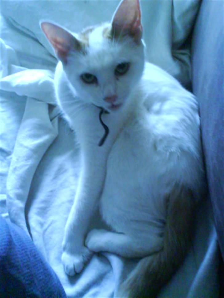 Blanding af racer silke billede 20