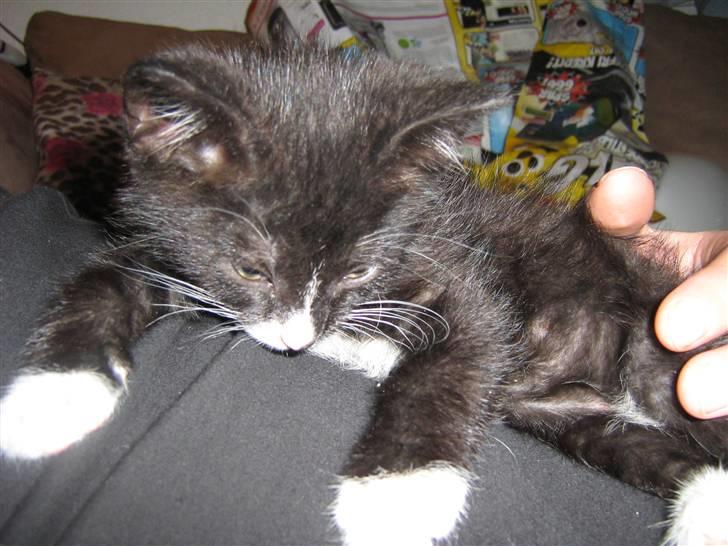 Huskat Pjuske billede 1