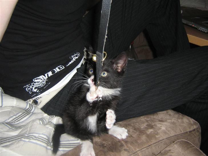 Huskat Pjuske billede 2