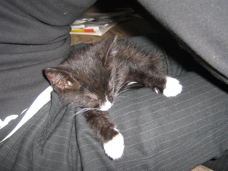 Huskat Pjuske billede 3