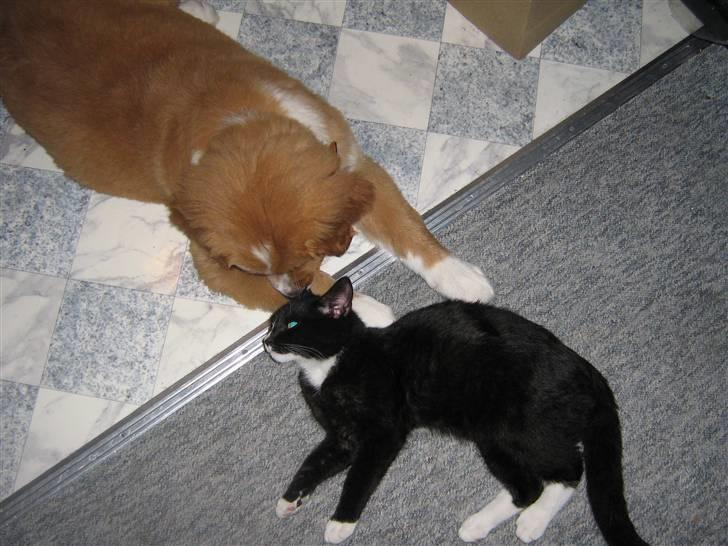 Huskat Pjuske billede 4