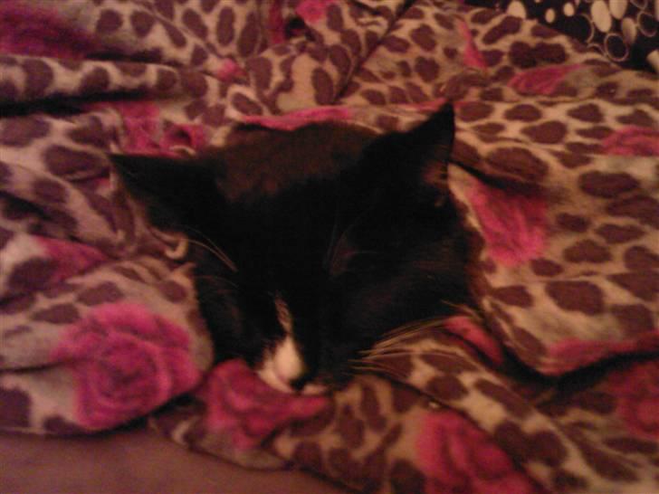 Huskat Pjuske billede 5