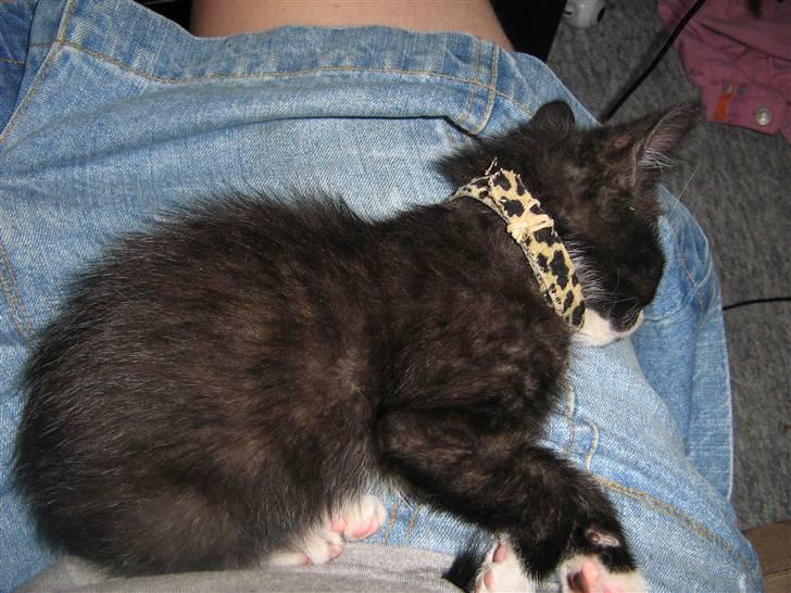 Huskat Pjuske billede 6