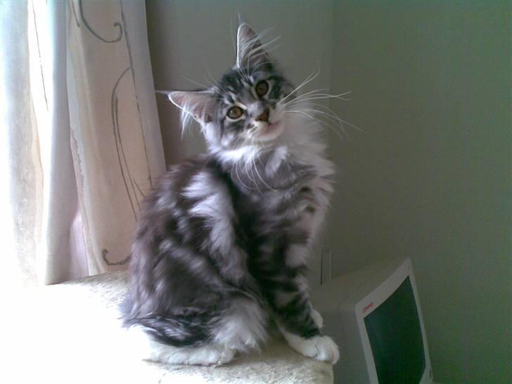 Maine Coon Mickey billede 11