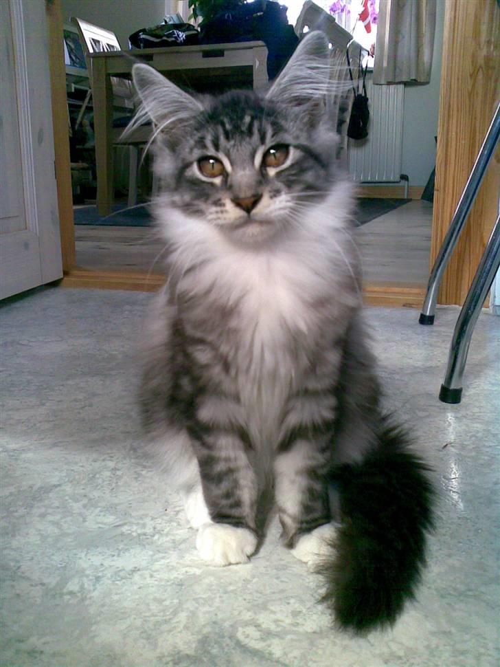 Maine Coon Mickey billede 12