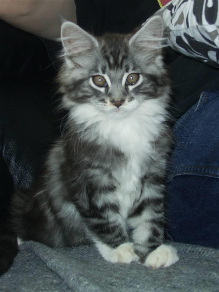 Maine Coon Mickey billede 13