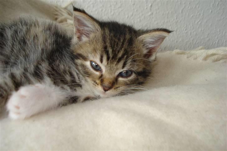 Blanding af racer Malou - Malou poserer :P billede 1