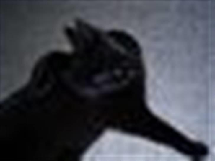 Blanding af racer Baghera   *RIP* billede 7