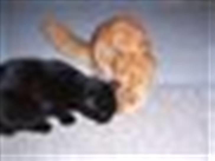 Blanding af racer Baghera   *RIP* billede 8