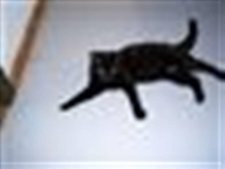 Blanding af racer Baghera   *RIP* billede 9