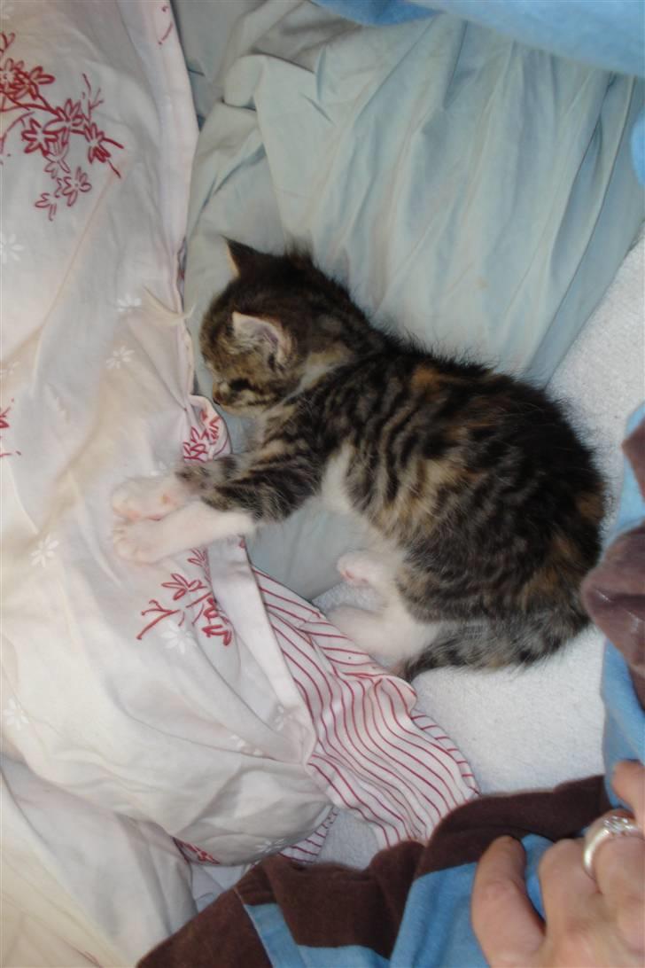 Blanding af racer Malou - Ja, når man er lille skal man have meget søvn :o) billede 2