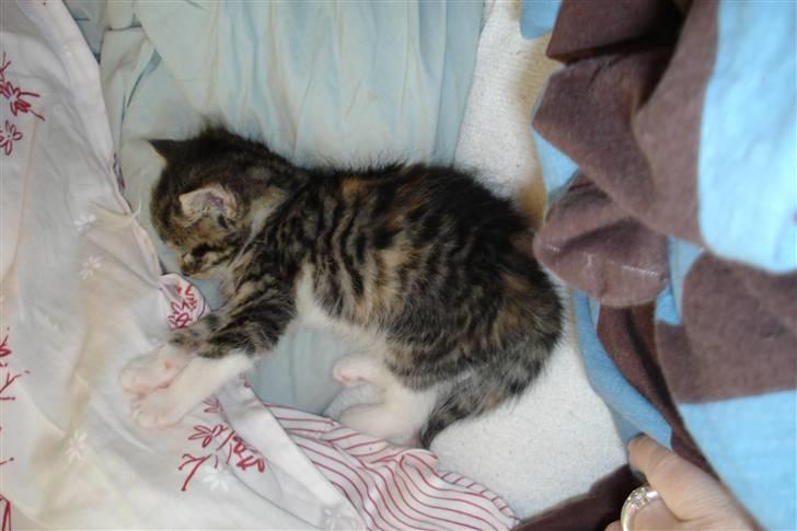 Blanding af racer Malou - man bliver lidt træt af at lege så meget:) billede 3