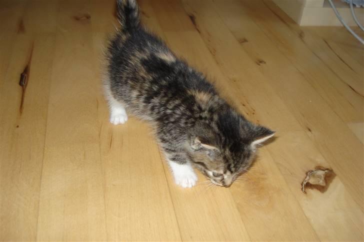 Blanding af racer Malou - hov, hvad er det? billede 4