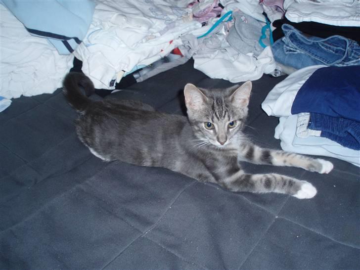Huskat Severus *R.I.P.* billede 5