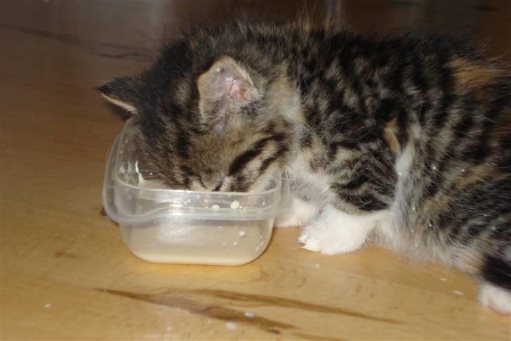 Blanding af racer Malou - Nam´nam hvor er det lækkert med lidt dejligt mælk ;D billede 5