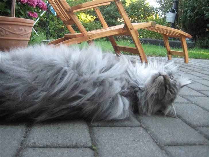 Maine Coon Solskinøen's Toledo billede 16