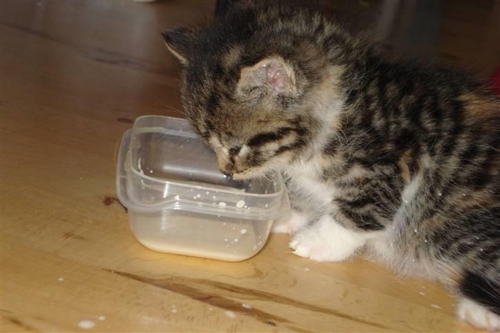 Blanding af racer Malou - Malou & hendes elskede mælk :P billede 6