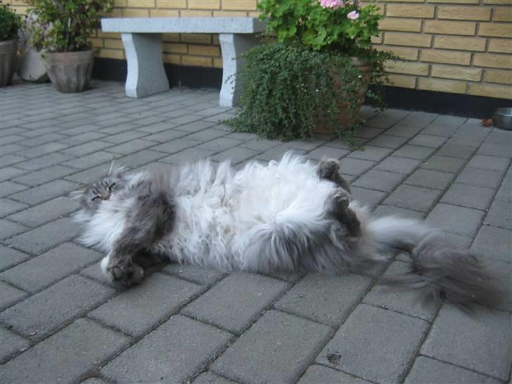 Maine Coon Solskinøen's Toledo billede 17