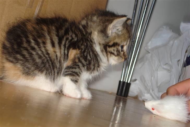 Blanding af racer Malou - Malou med hendes mus :) billede 7