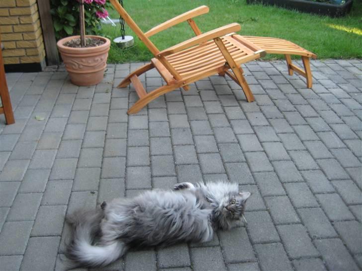 Maine Coon Solskinøen's Toledo billede 18