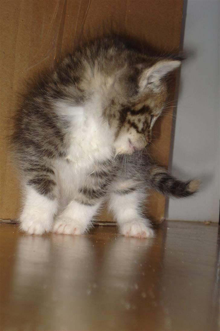 Blanding af racer Malou billede 8