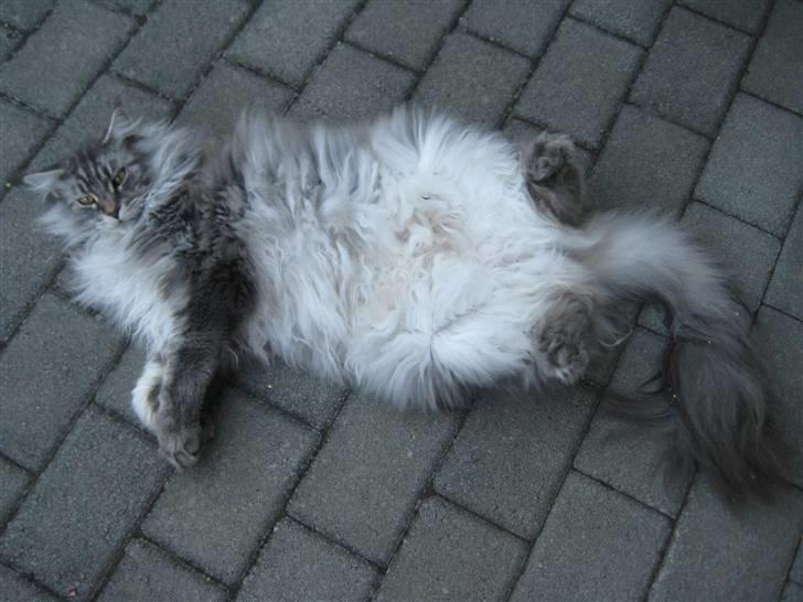 Maine Coon Solskinøen's Toledo billede 19