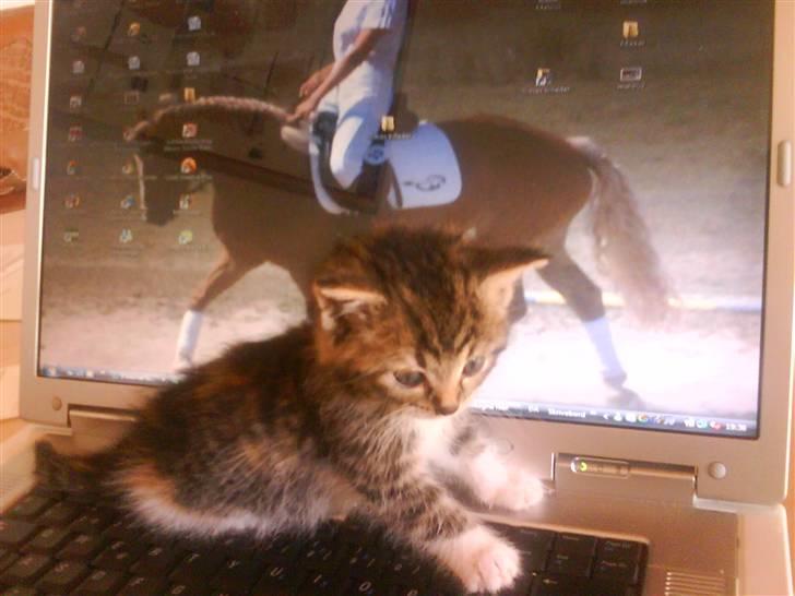 Blanding af racer Malou - Malou der troner over computeren :D billede 9