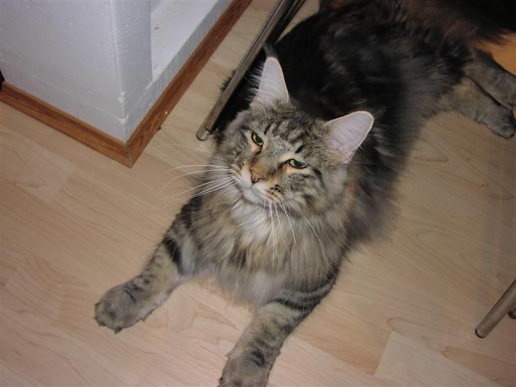Maine Coon Gabriel - 24-07-08 billede 18