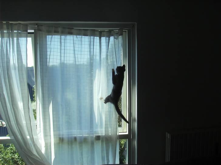 Huskat Pjevs - mor siger sikkert ikke noget til at jeg hjælper lidt med gardinerne billede 9