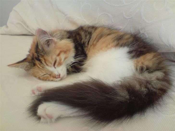 Maine Coon MissYa 03.05. billede 1