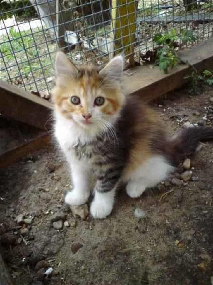 Maine Coon MissYa 03.05. billede 3