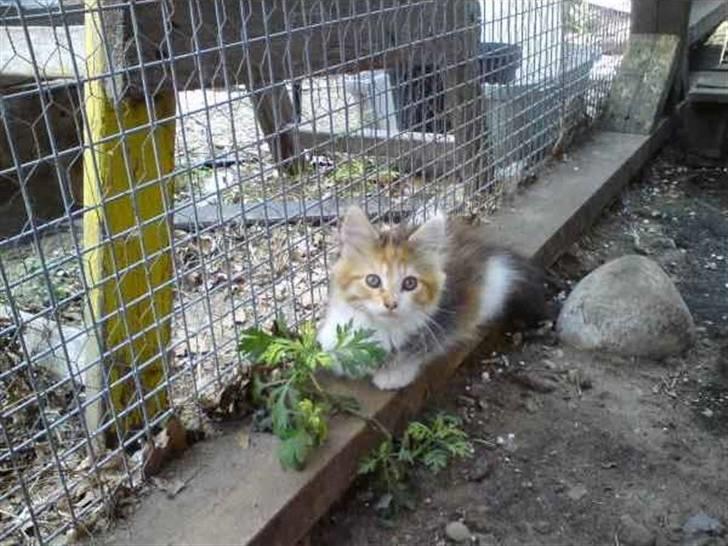 Maine Coon MissYa 03.05. billede 4