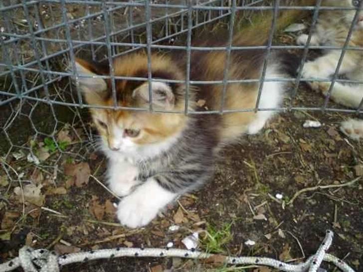 Maine Coon MissYa 03.05. billede 5