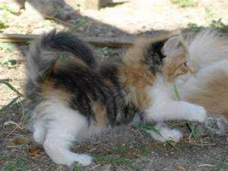Maine Coon MissYa 03.05. billede 6