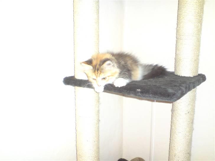 Maine Coon MissYa 03.05. billede 7