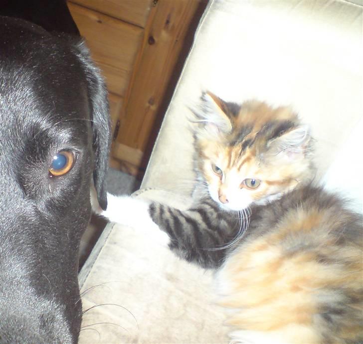 Maine Coon MissYa 03.05. billede 8