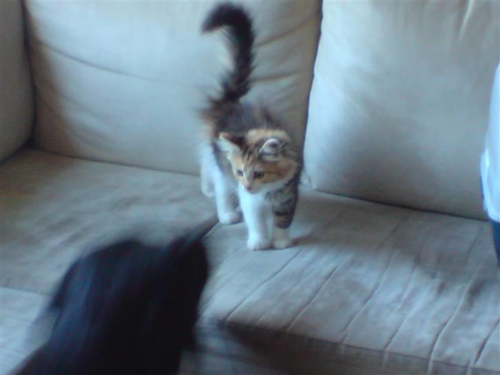 Maine Coon MissYa 03.05. - Hva er du for en? bor du her også? billede 9