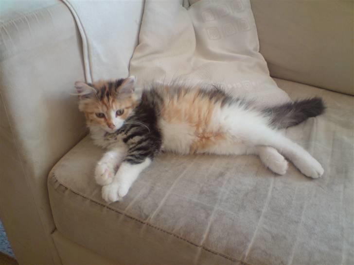 Maine Coon MissYa 03.05. billede 10