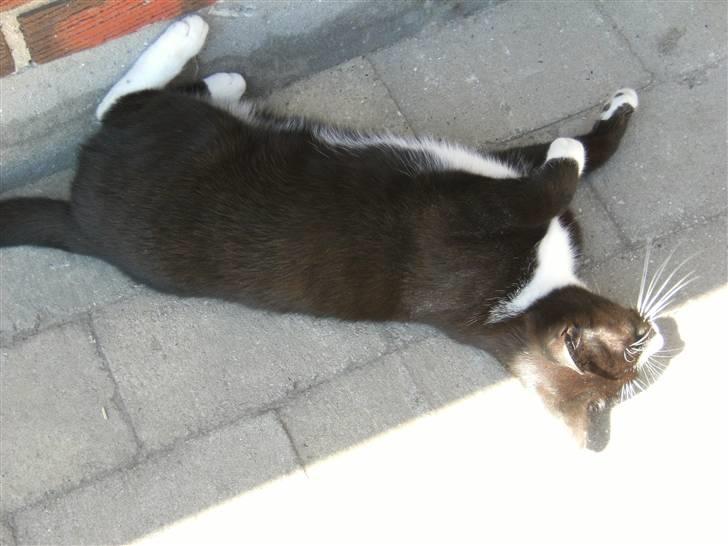 Blanding af racer Mitte billede 1