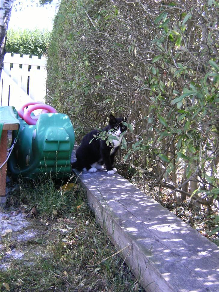 Blanding af racer Mitte billede 2