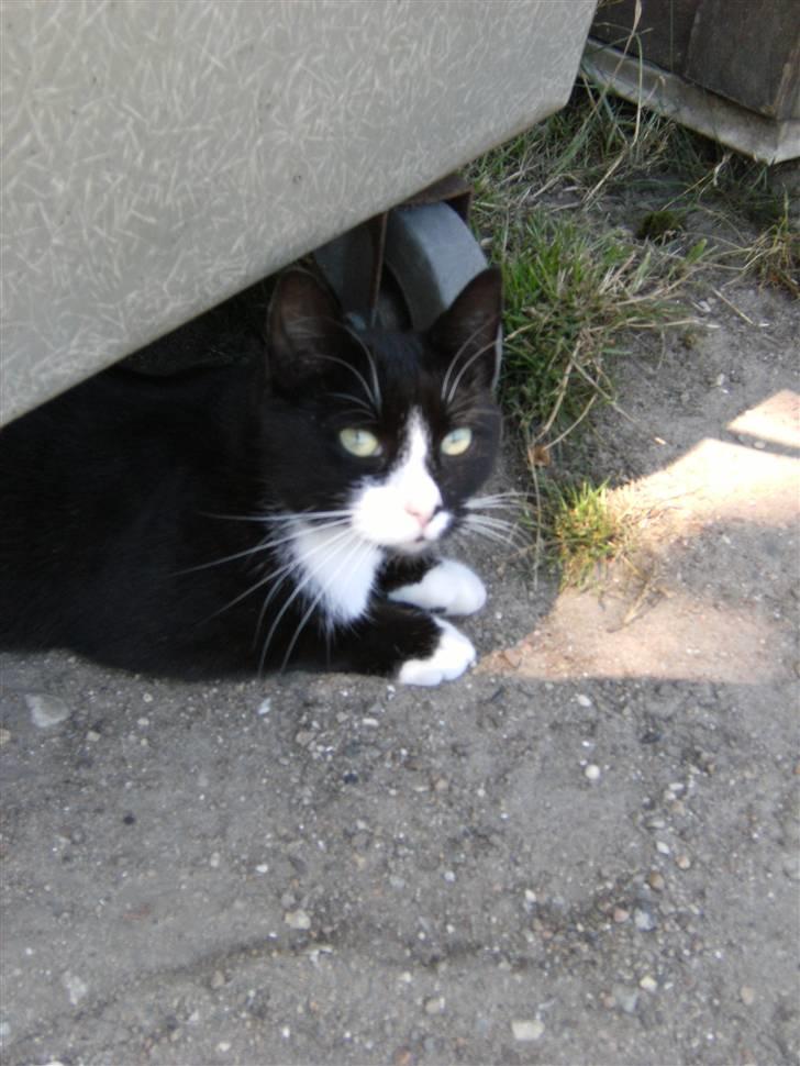 Blanding af racer Mitte billede 3