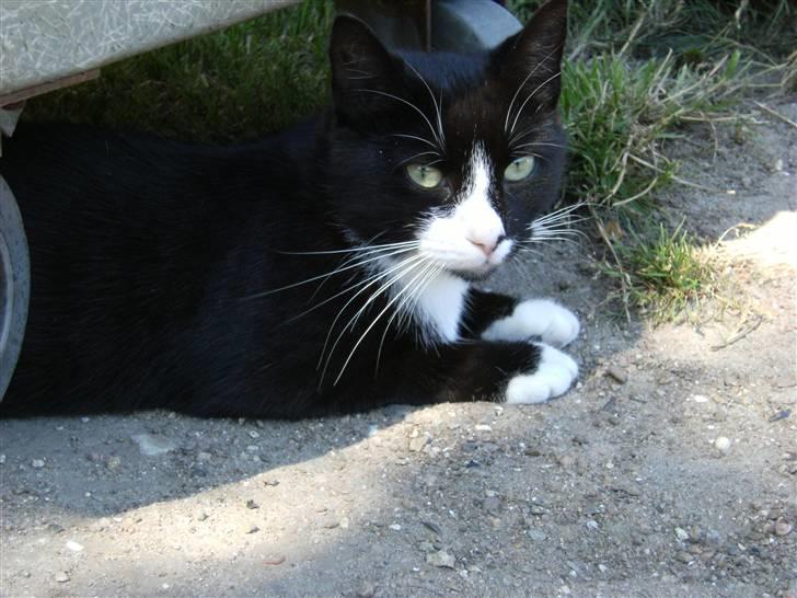 Blanding af racer Mitte billede 4