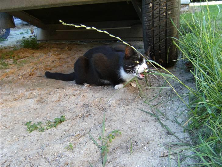 Blanding af racer Mitte billede 5