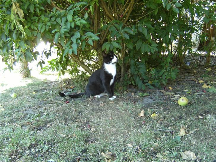 Blanding af racer Mitte billede 6