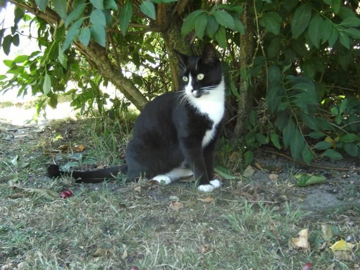 Blanding af racer Mitte billede 7