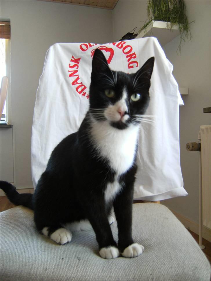 Blanding af racer Mitte billede 8