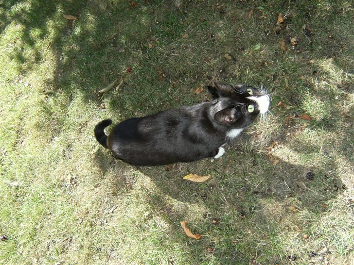 Blanding af racer Mitte billede 9