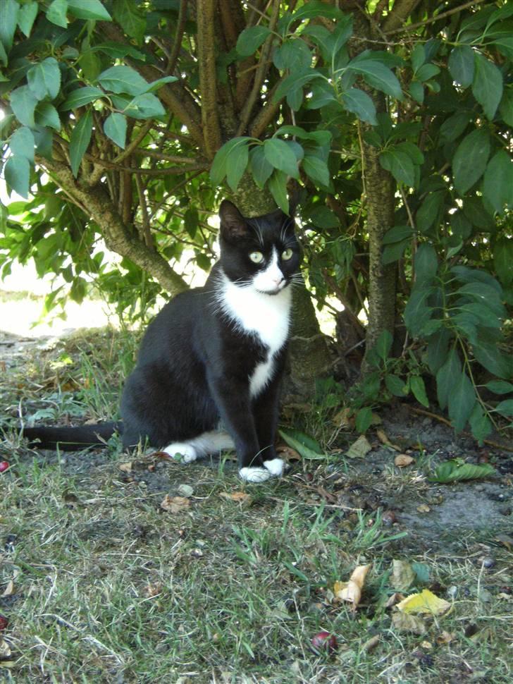 Blanding af racer Mitte billede 10