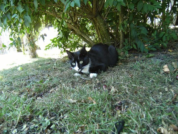 Blanding af racer Mitte billede 11