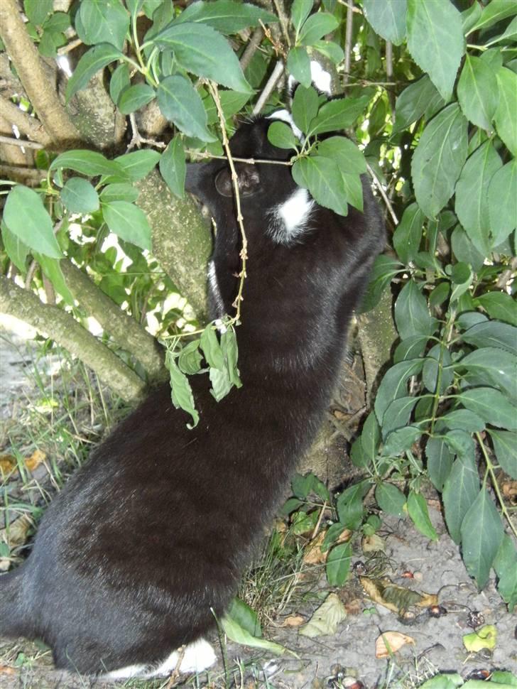 Blanding af racer Mitte billede 12